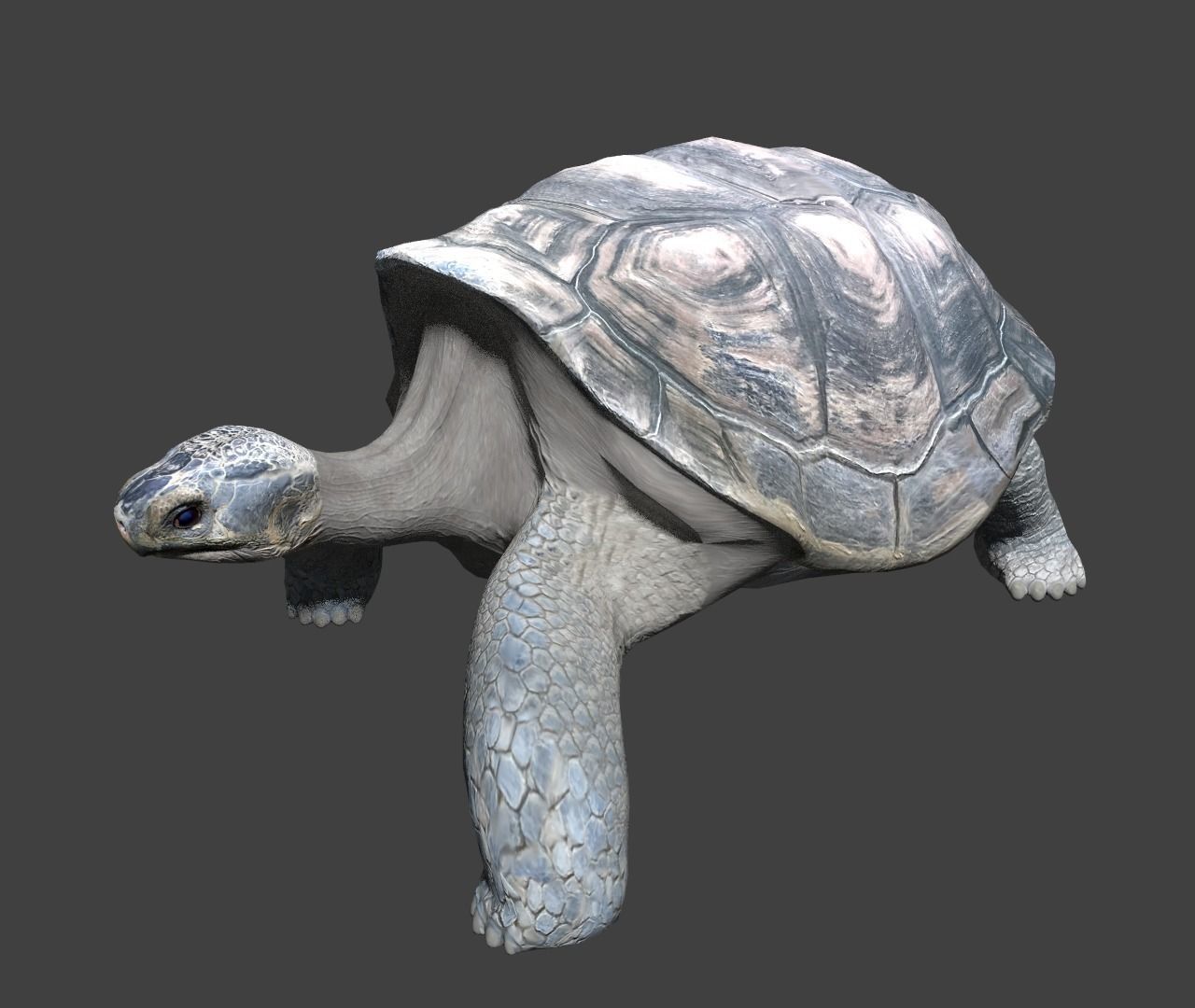 Giant tortoise 3D model_5
