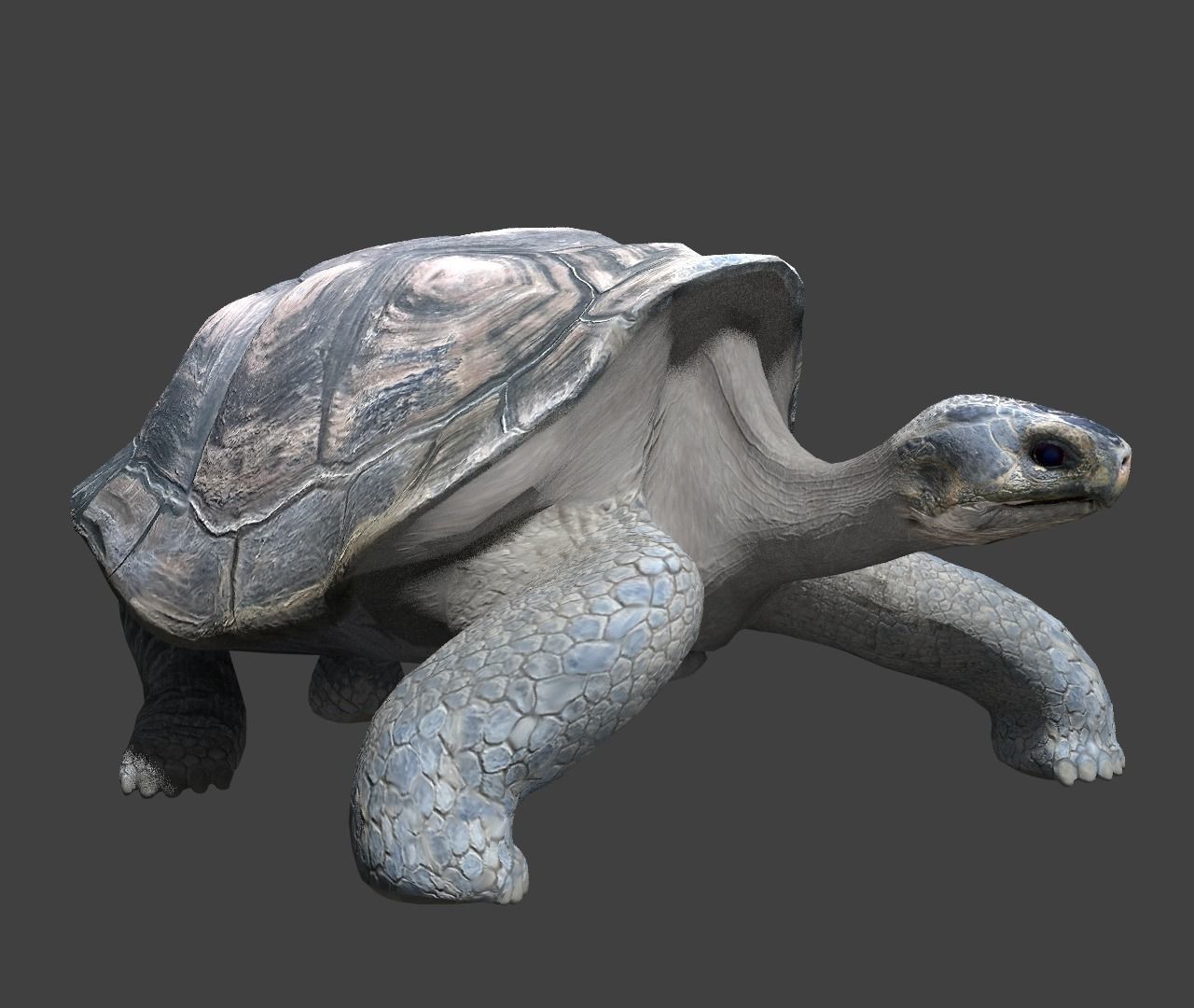 Giant tortoise 3D model_9