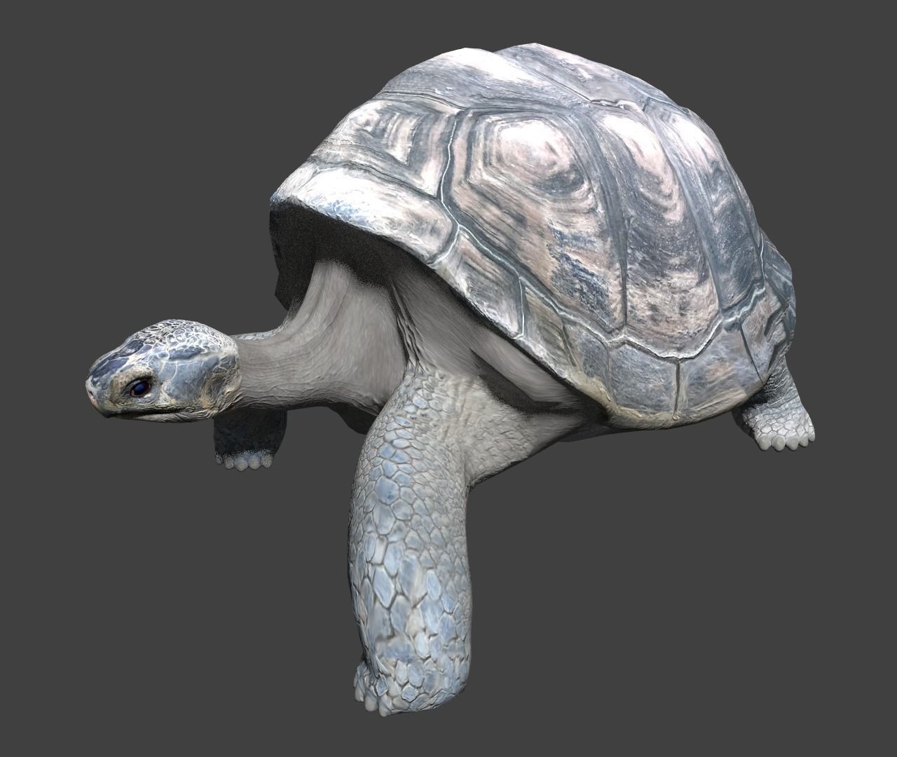 Giant tortoise 3D model_4