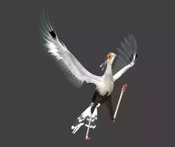 Secretarybird bird in flight 3D model