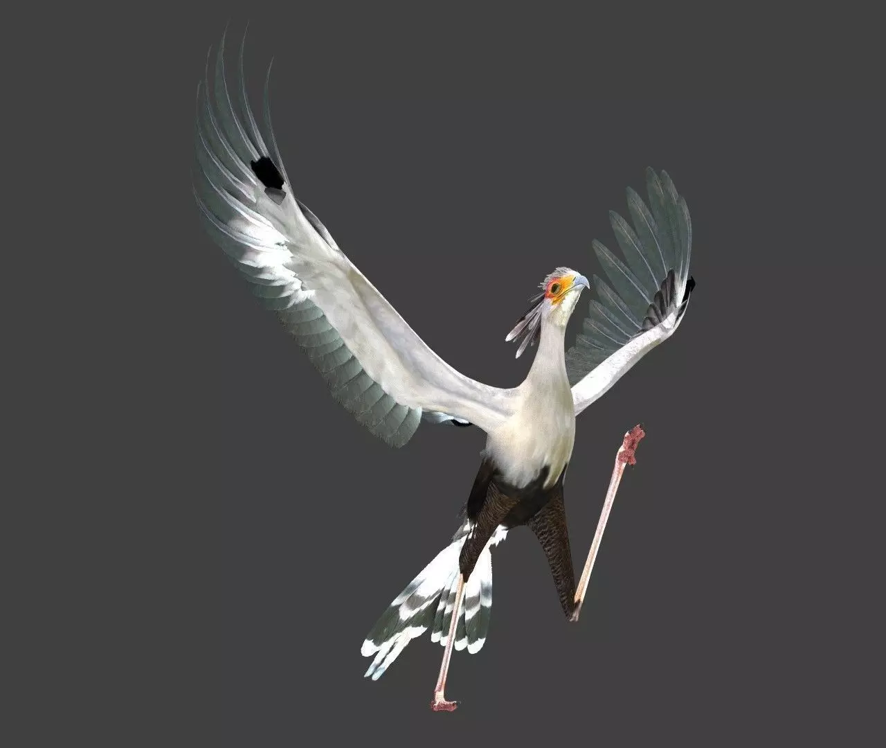Secretarybird bird in flight 3D model