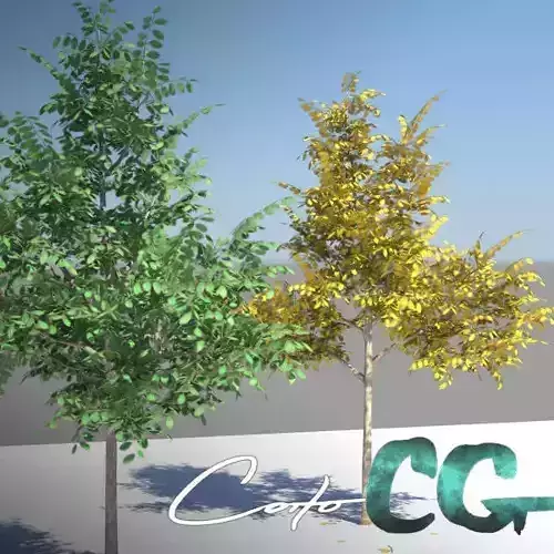 Tree - Summer Autumn