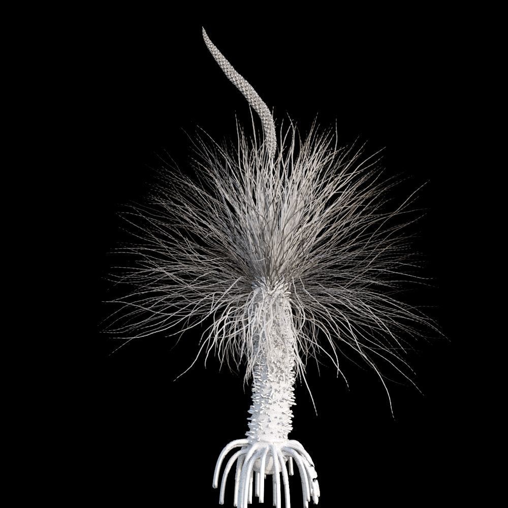 Xanthorrhoea Arborea 3D model_1