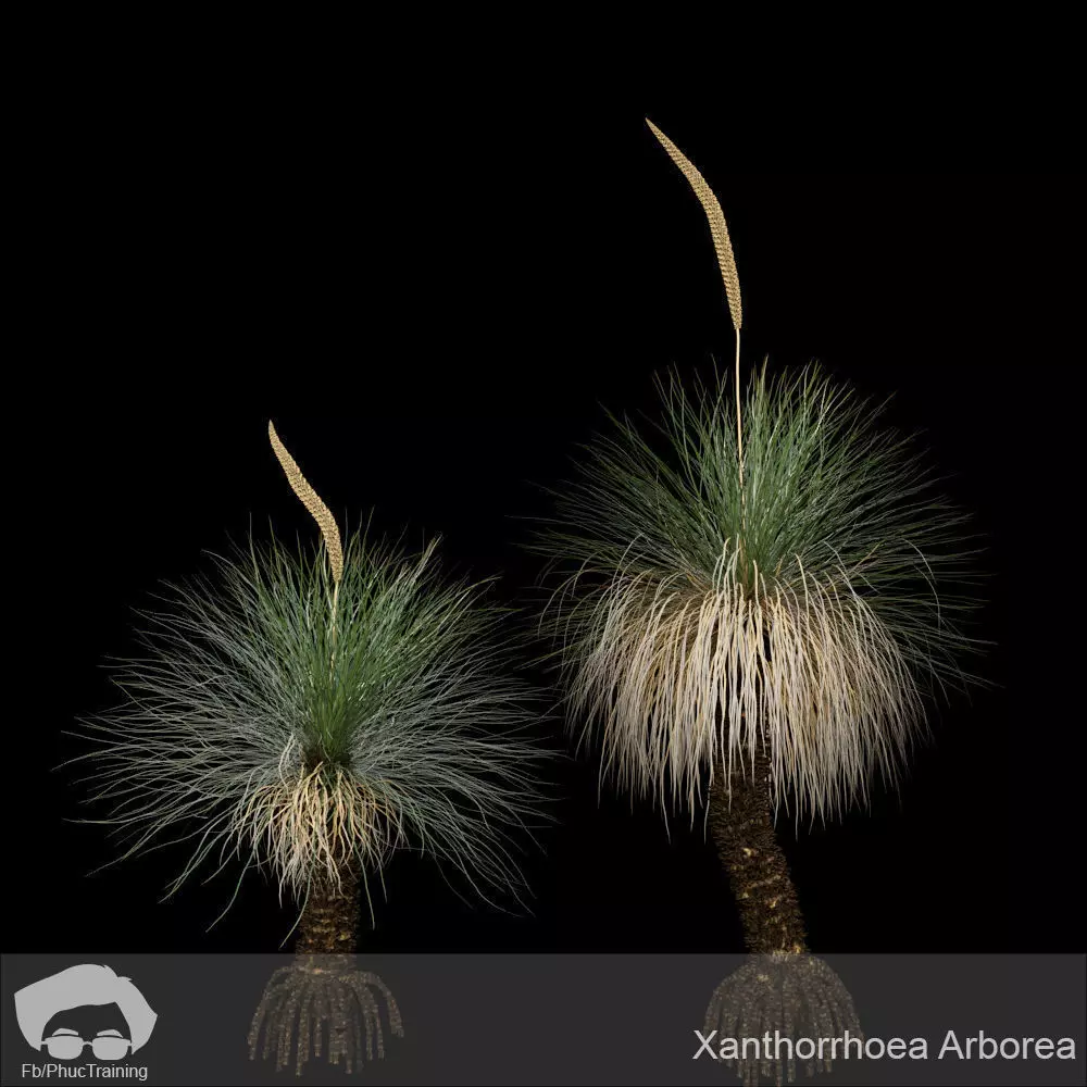 Xanthorrhoea Arborea 3D model_0