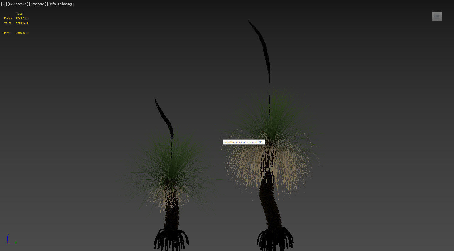 Xanthorrhoea Arborea 3D model_2