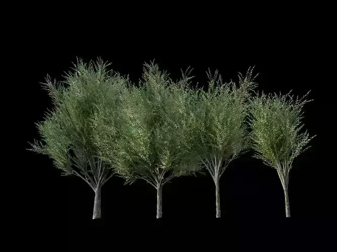 Zelcova Serrata Green Vase