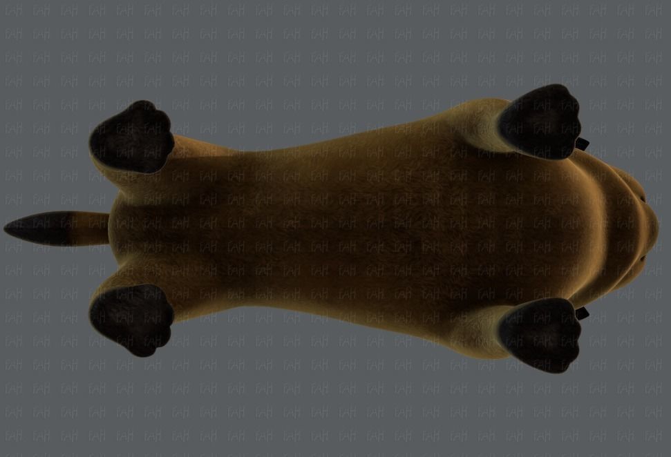 Dog base cartoonV04 Low-poly 3D model_35