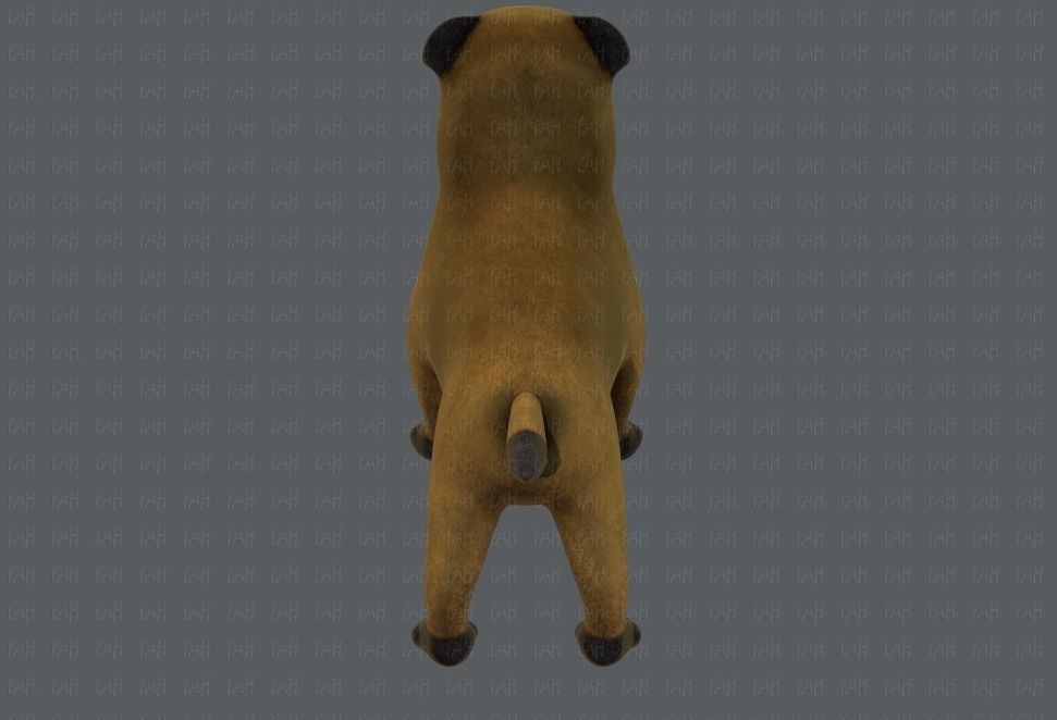 Dog base cartoonV04 Low-poly 3D model_21