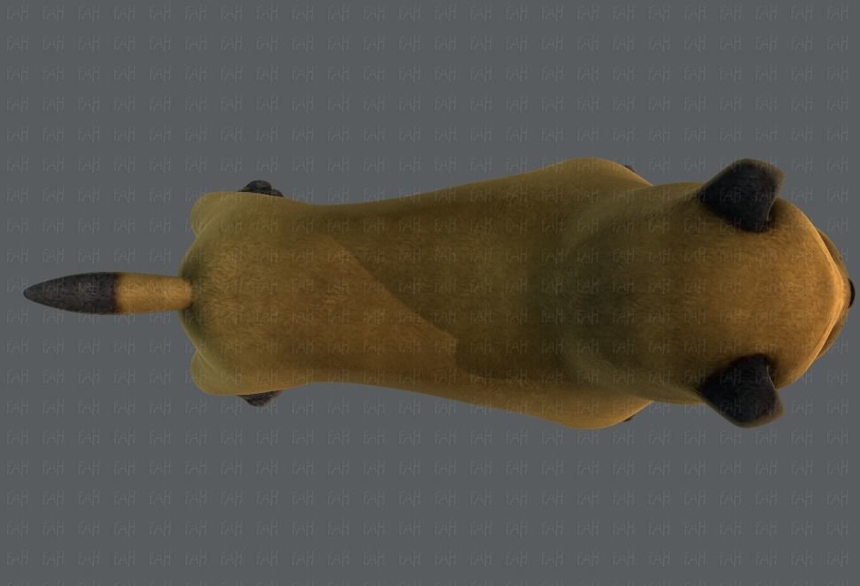 Dog base cartoonV04 Low-poly 3D model_33