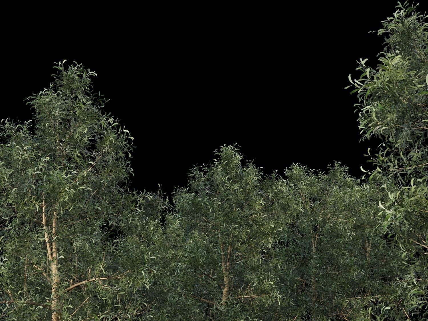 Blackwood pine forest 3D model_1