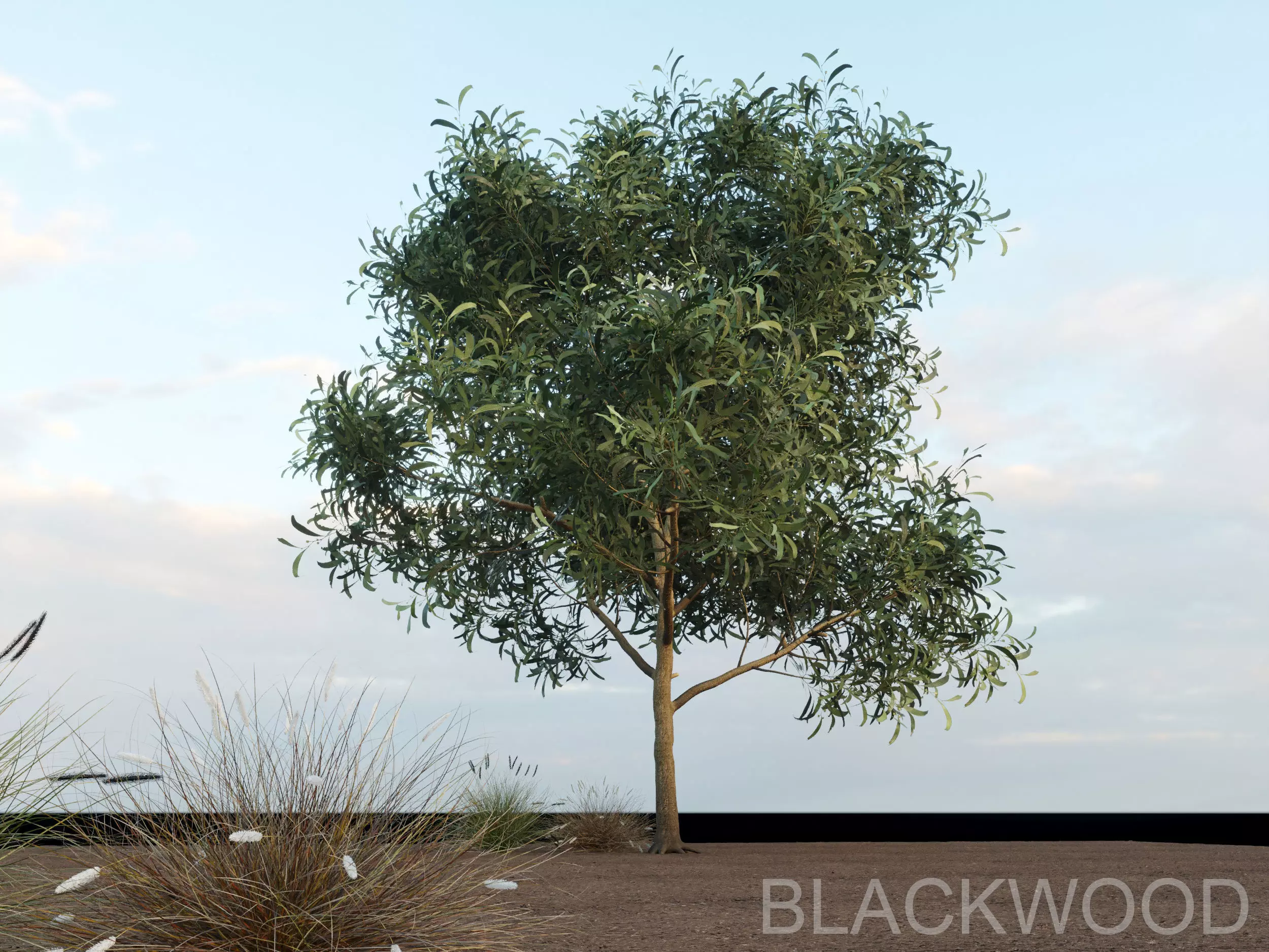 Blackwood pine forest 3D model_0