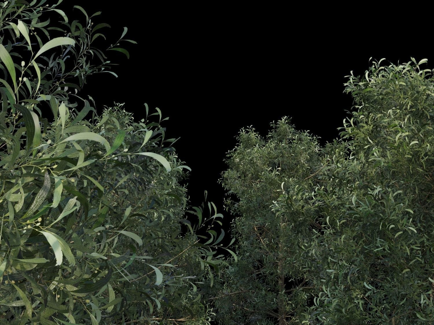 Blackwood pine forest 3D model_3