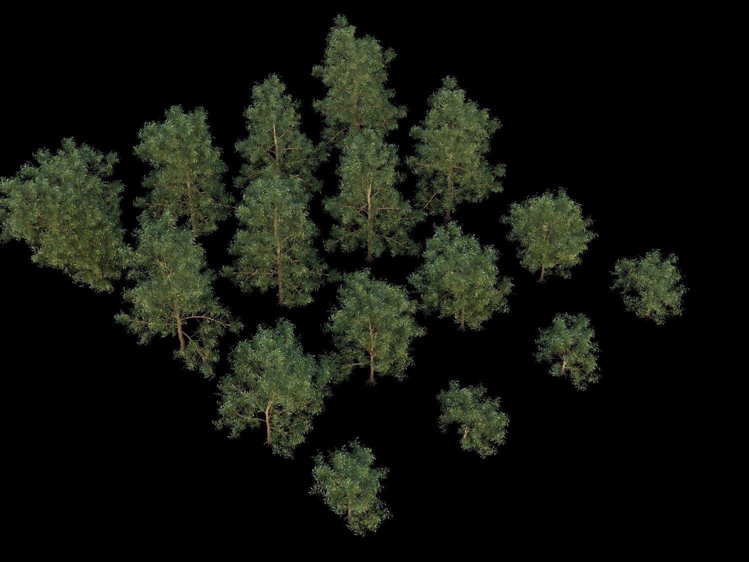 Blackwood pine forest 3D model_2