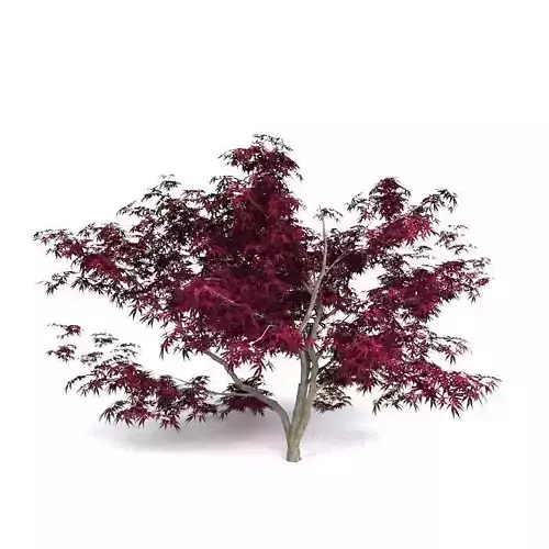 Red Japanese Maple