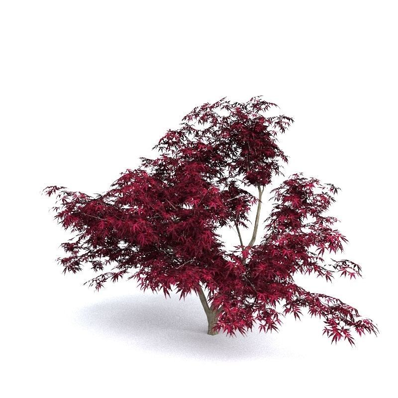 Red Japanese Maple 3D model_5