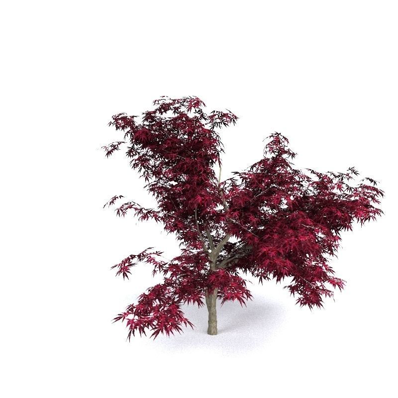 Red Japanese Maple 3D model_1