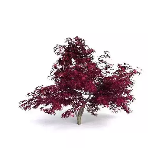 Red Japanese Maple