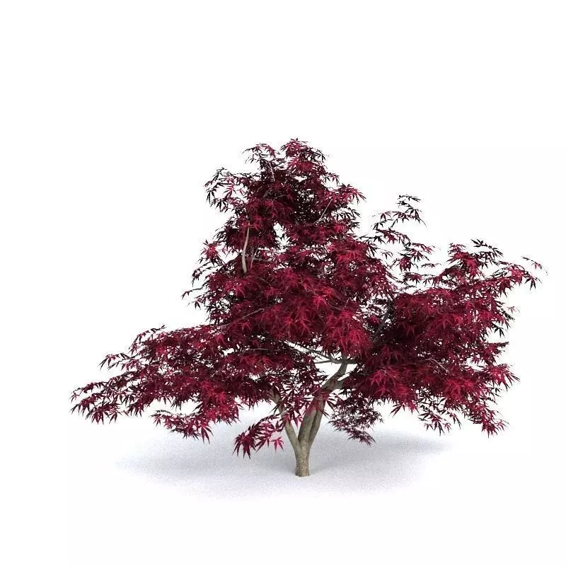 Red Japanese Maple 3D model_0