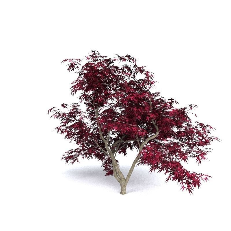 Red Japanese Maple 3D model_2