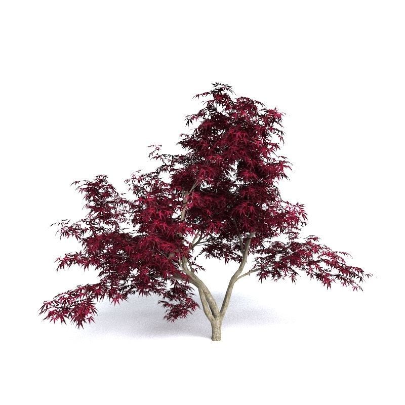 Red Japanese Maple 3D model_3