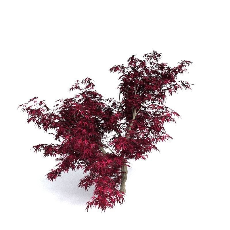 Red Japanese Maple 3D model_4