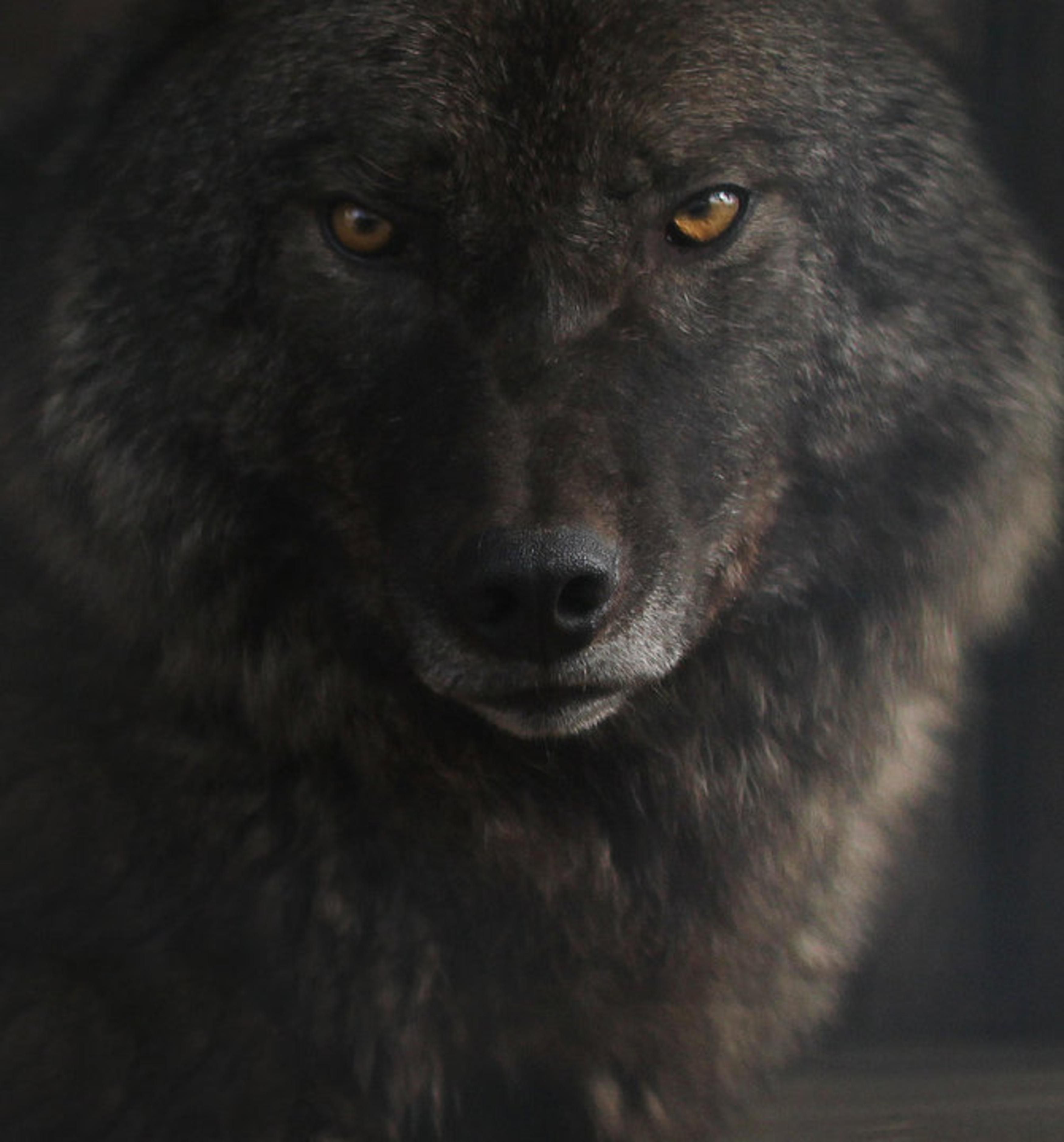black red eyes wolf Free 3D model_1