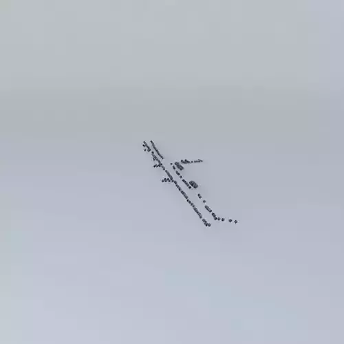 Trees along the Avenue of 2