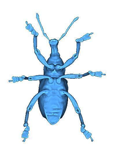 Beetle 3D print model_3