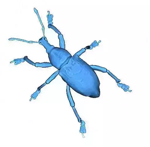 Beetle 3D print model