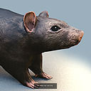 Rigged skinned and animated animal package 3D Model Collection_3