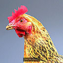 Rigged skinned and animated animal package 3D Model Collection_7