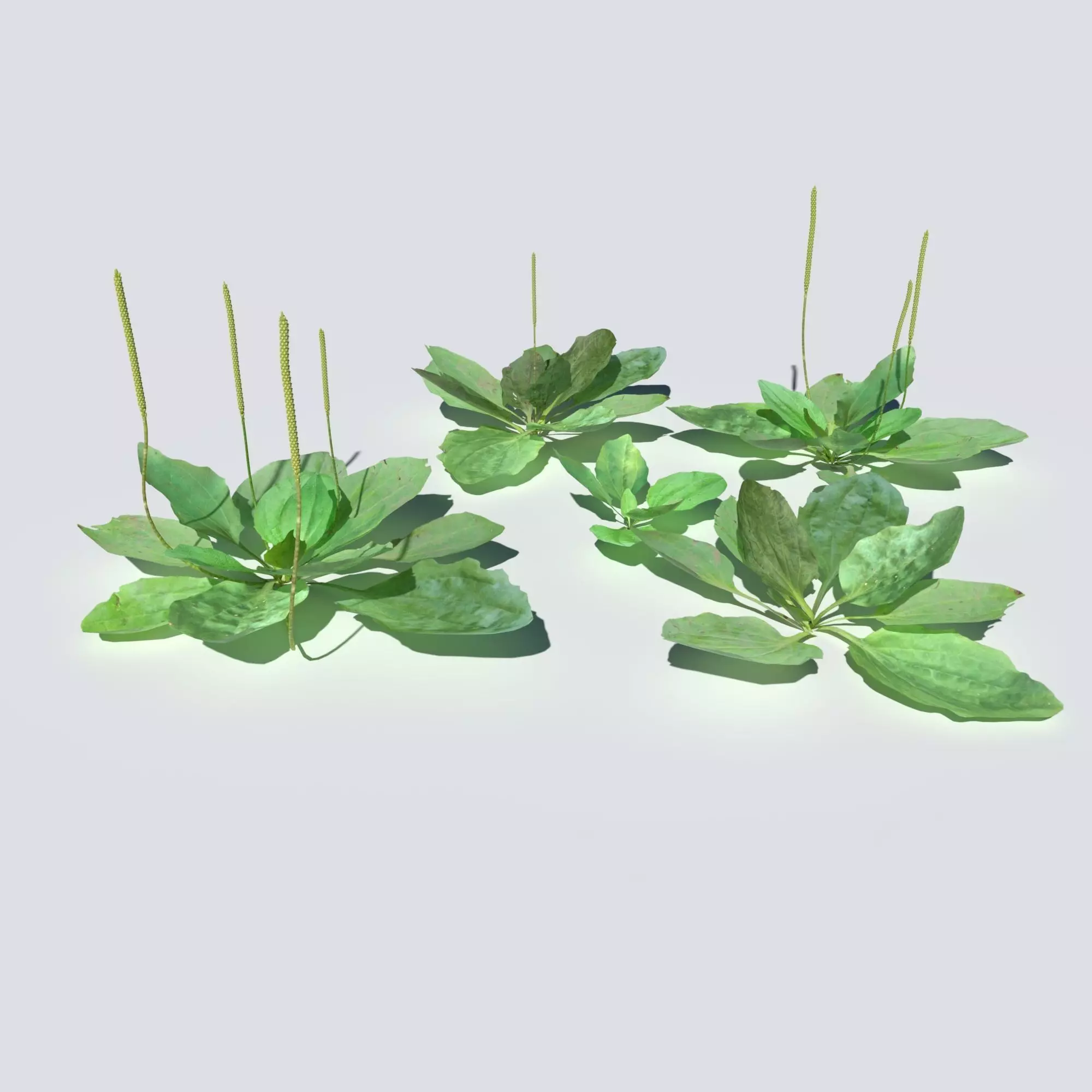 Plantain Pack 3D model
