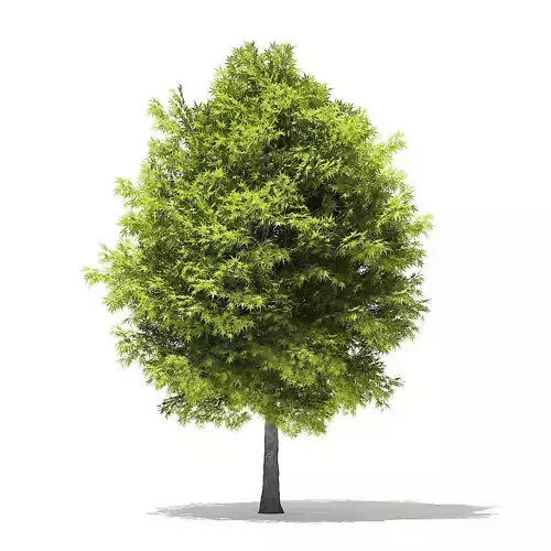 Japanese Maple 3D Model 6m