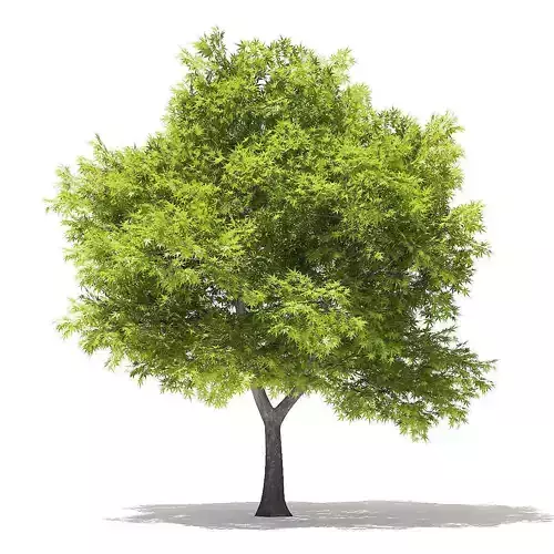 Japanese Maple 3D Model 6m