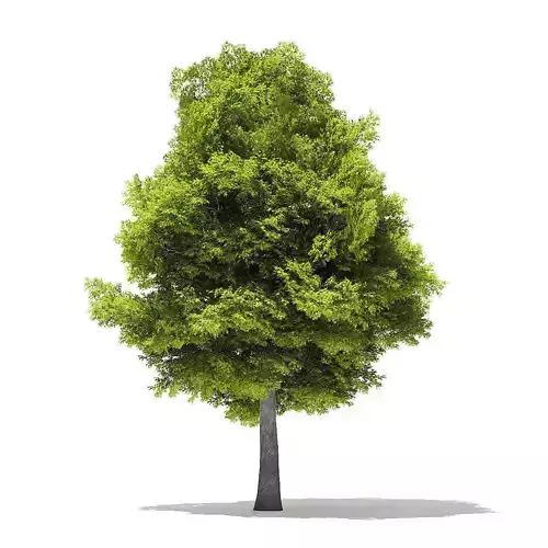 Japanese Maple 3D Model 16m