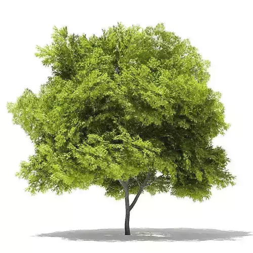 Japanese Maple 3D Model 10m
