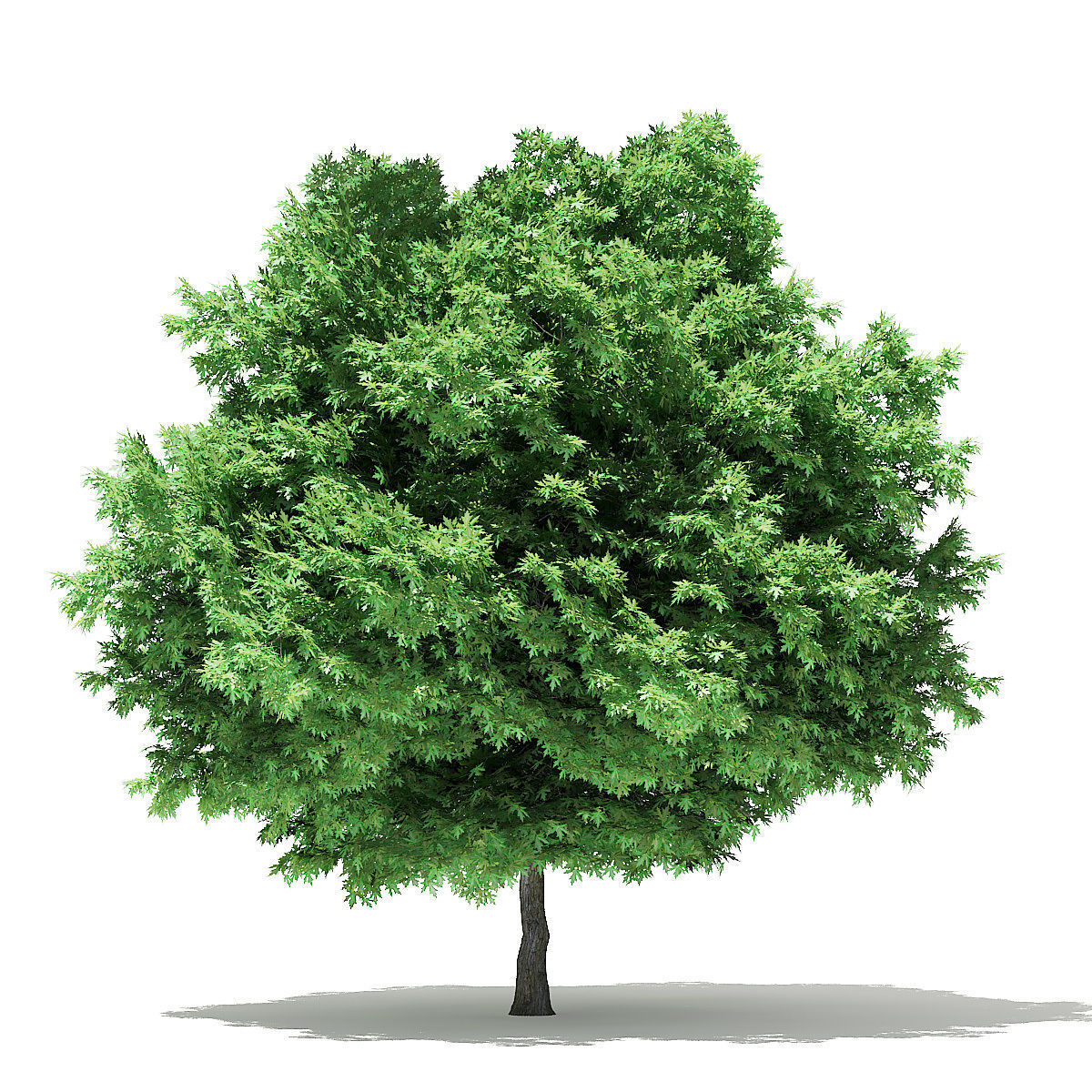 Silver Maple 3D Model 6m 3D model_4