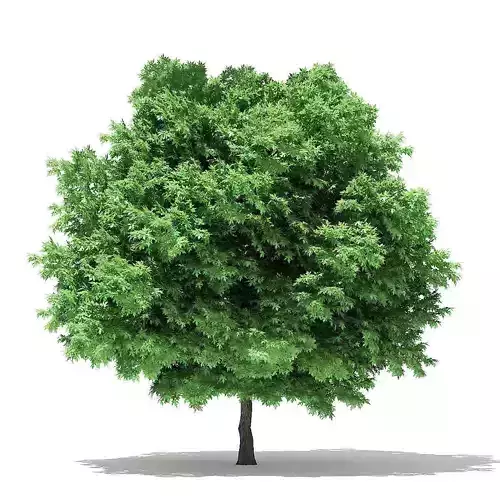 Silver Maple 3D Model 6m 3D model
