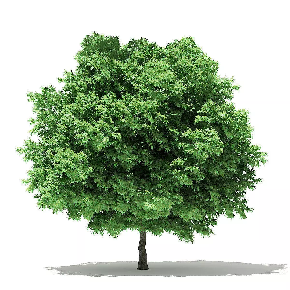 Silver Maple 3D Model 6m 3D model_0