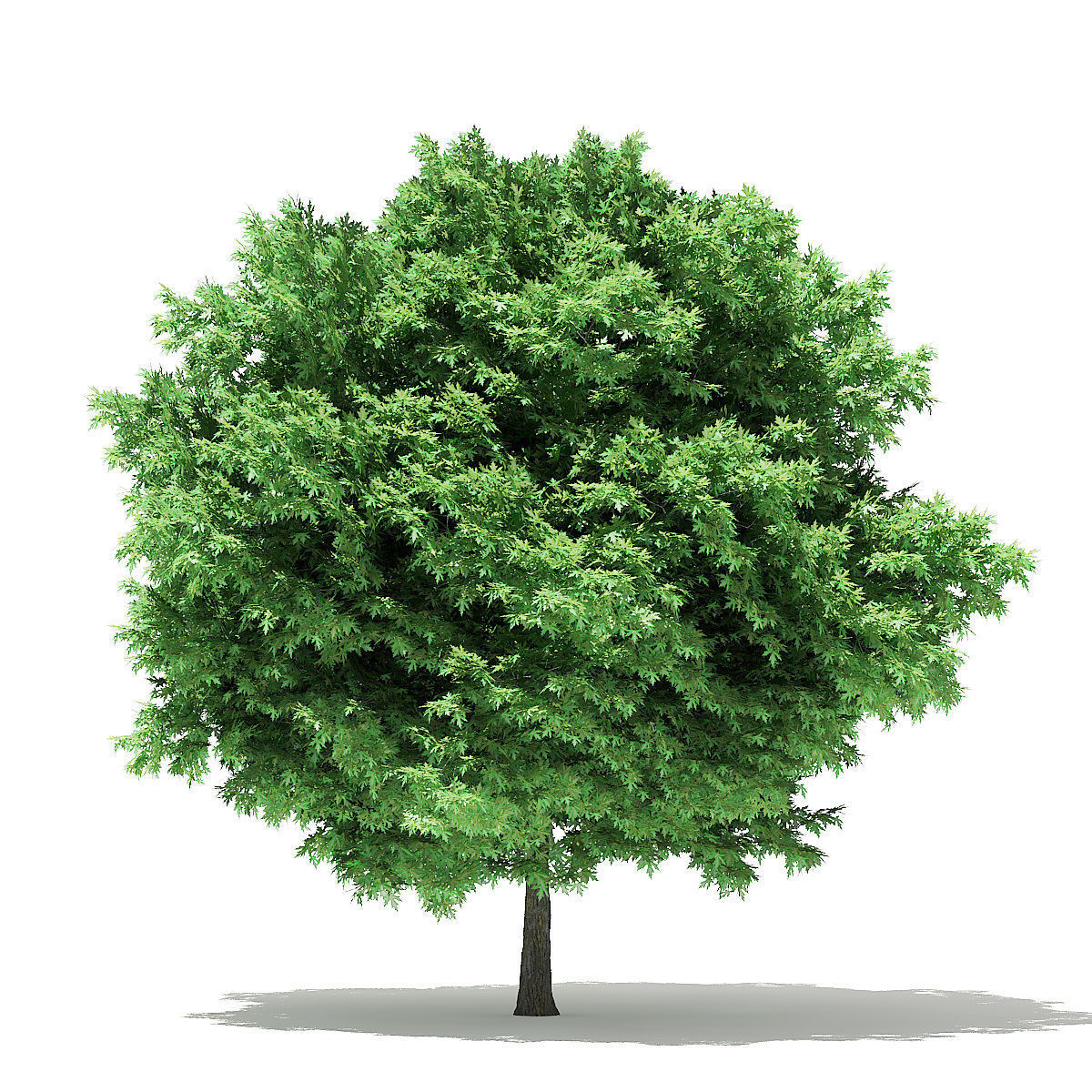 Silver Maple 3D Model 6m 3D model_2