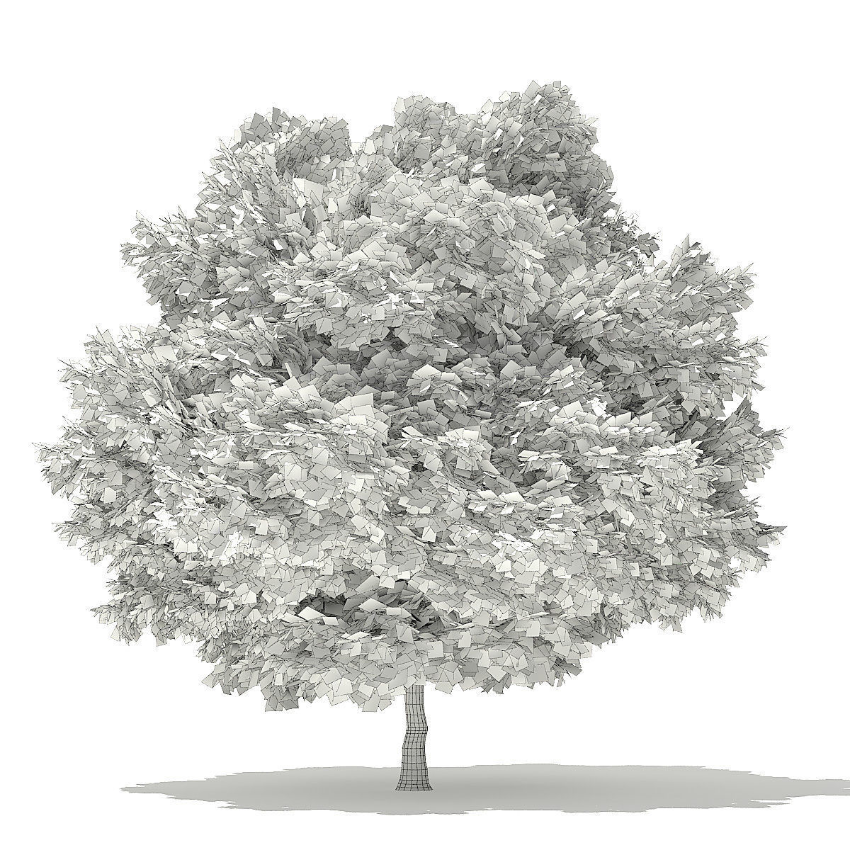 Silver Maple 3D Model 6m 3D model_5