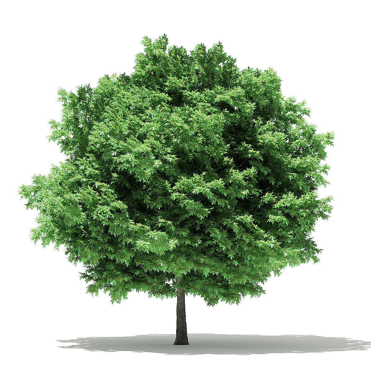 Silver Maple 3D Model 6m 3D model_6