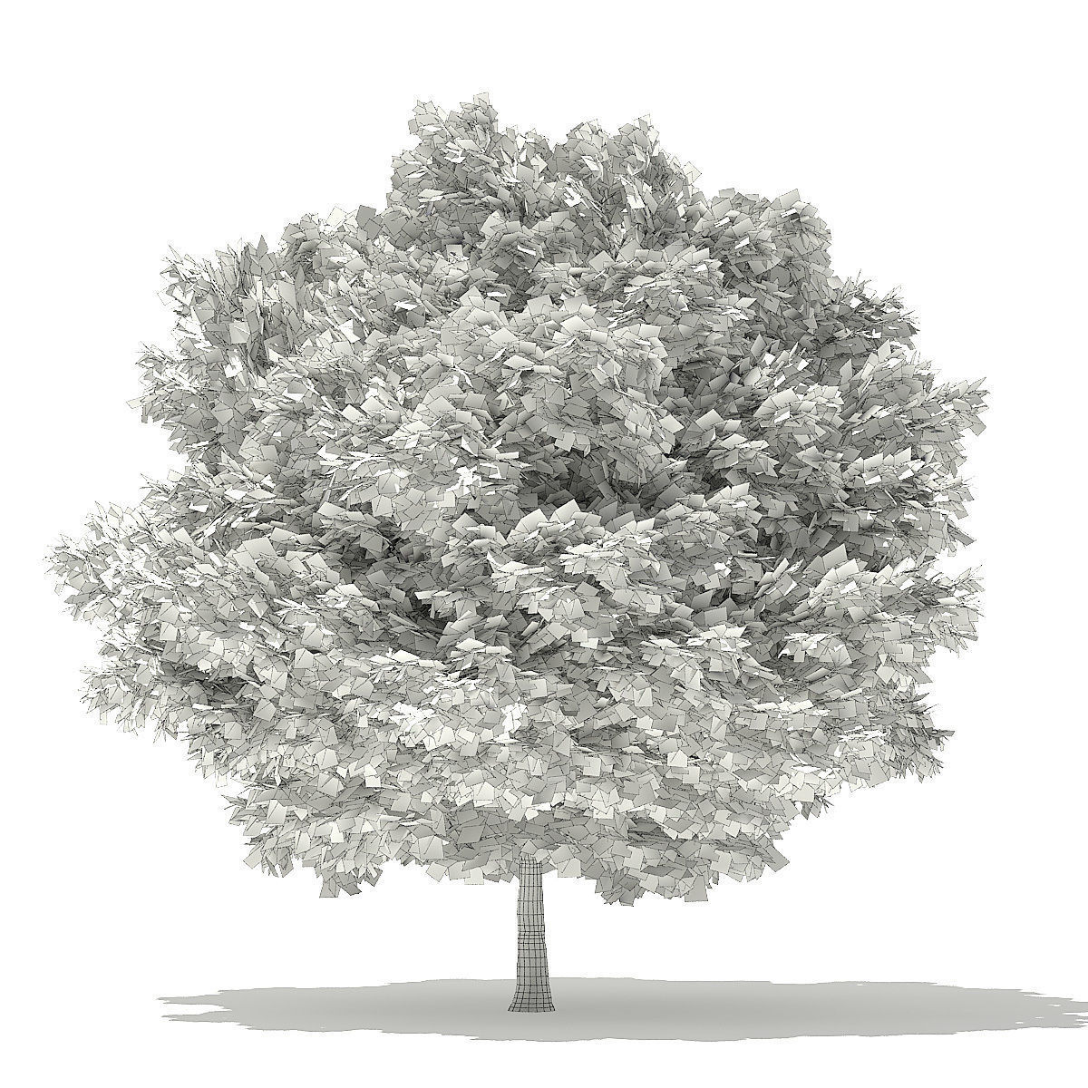 Silver Maple 3D Model 6m 3D model_7