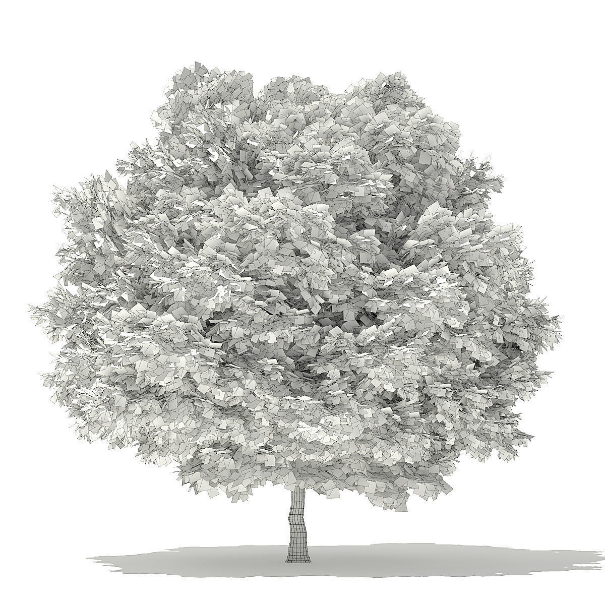 Silver Maple 3D Model 6m 3D model_1