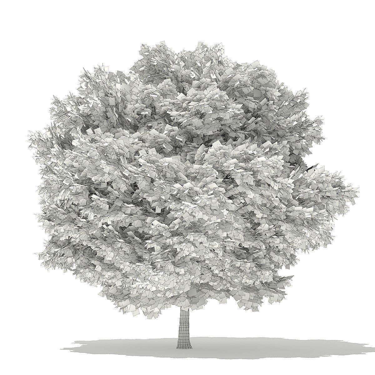 Silver Maple 3D Model 6m 3D model_3