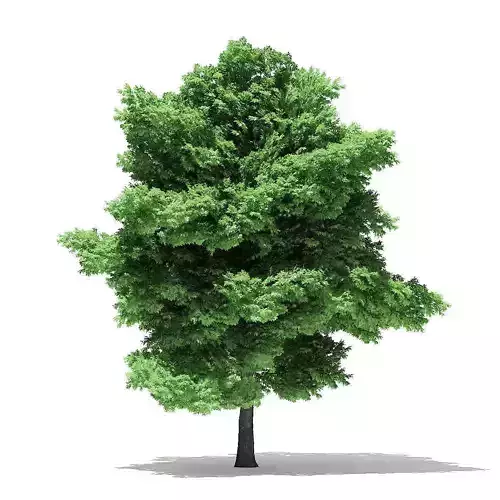 Silver Maple 3D Model 15m