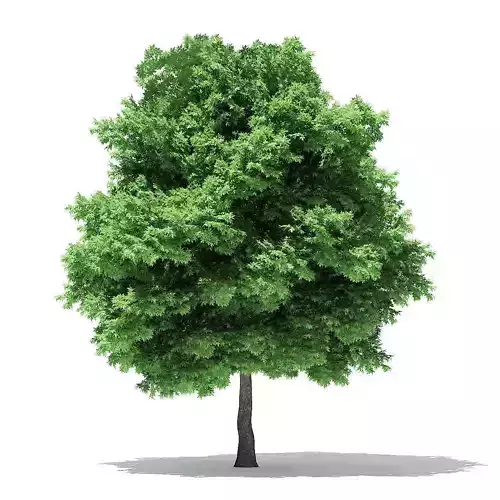 Silver Maple 3D Model 11m