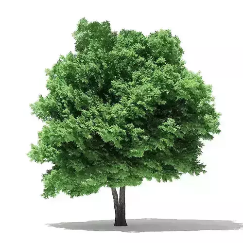 Silver Maple 3D Model 10m