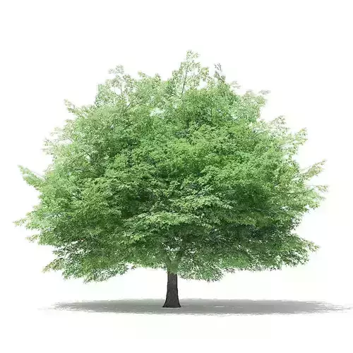 Silver Maple 3D Model 15m