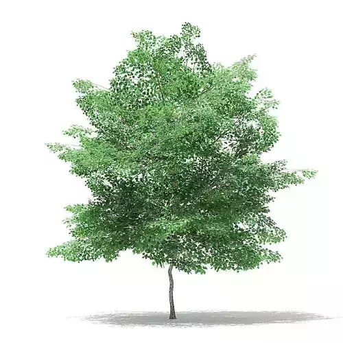 Tulip Tree 3D Model 7m